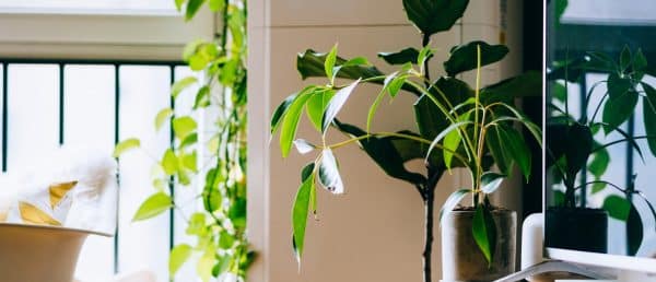 Billede af en plante i et vinduet, i et sundt og rent miljø.